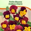 Outsidepride Bambini Mix Viola Pansy Seeds for Planting - 1000