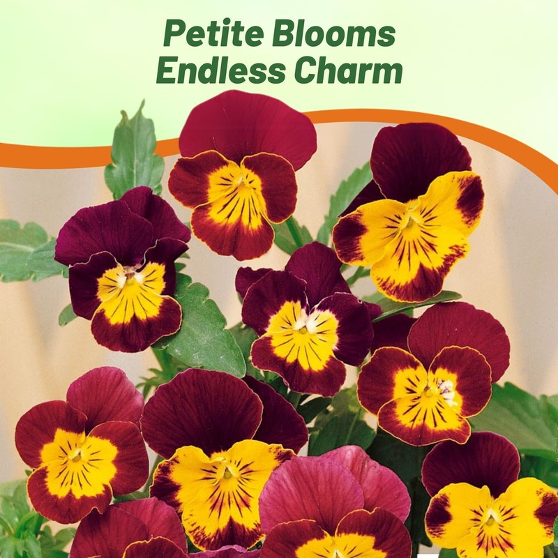 Outsidepride Bambini Mix Viola Pansy Seeds for Planting - 1000