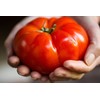 Giant Tomato 100 Pounds 20 Non-GMO Seeds for Planting