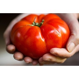 Giant Tomato 100 Pounds 20 Non-GMO Seeds for Planting