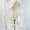 Human Skeleton Model for Anatomy 34” Tall Life Size Skeleton