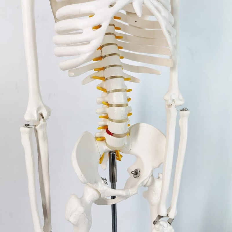 Human Skeleton Model for Anatomy 34” Tall Life Size Skeleton