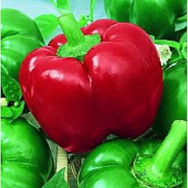 Mexibell Hot Peppers Seeds (25 Seeds)