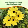 Outsidepride Sunrise Yellow Thunbergia Black Eyed Susan Seeds - 200