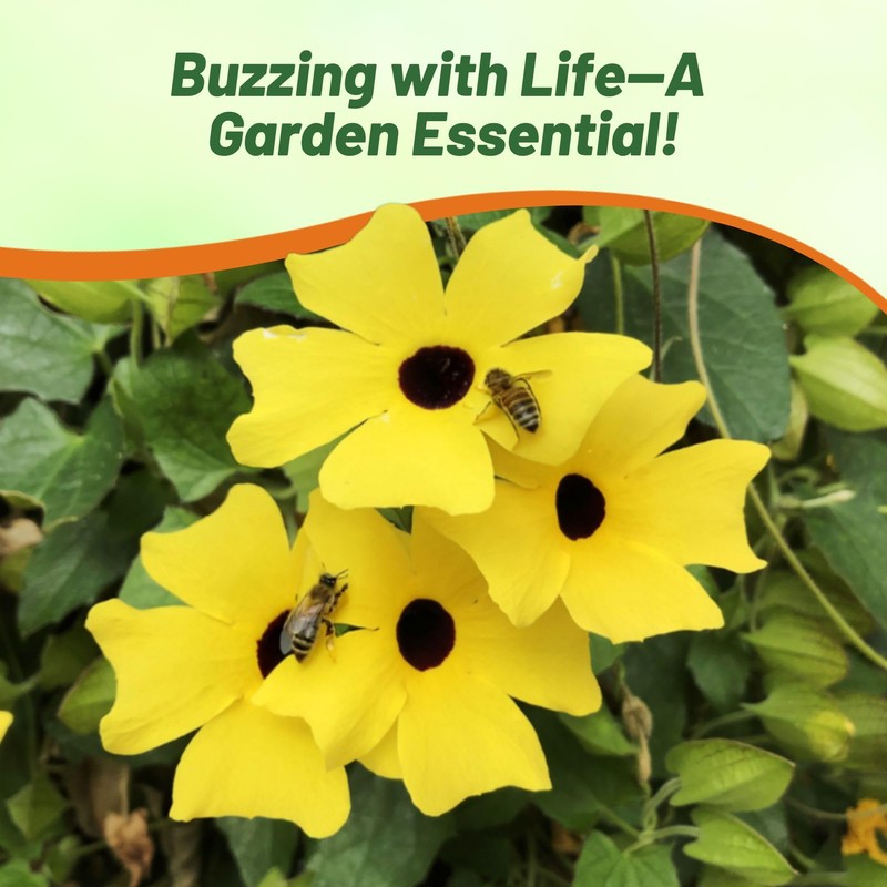 Outsidepride Sunrise Yellow Thunbergia Black Eyed Susan Seeds - 200