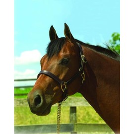 Perri's Premium 1-Inch Leather Show Halter, Havana, Cob