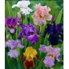 mixed tall bearded iris 5 mixed tall bearded iris RHIZOMES
