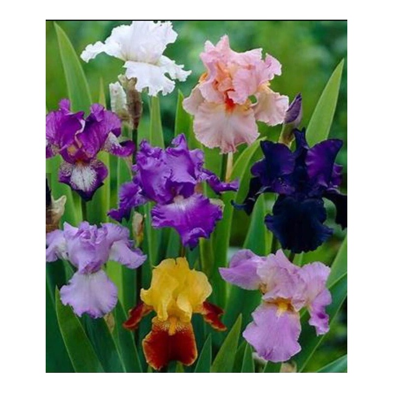 mixed tall bearded iris 5 mixed tall bearded iris RHIZOMES