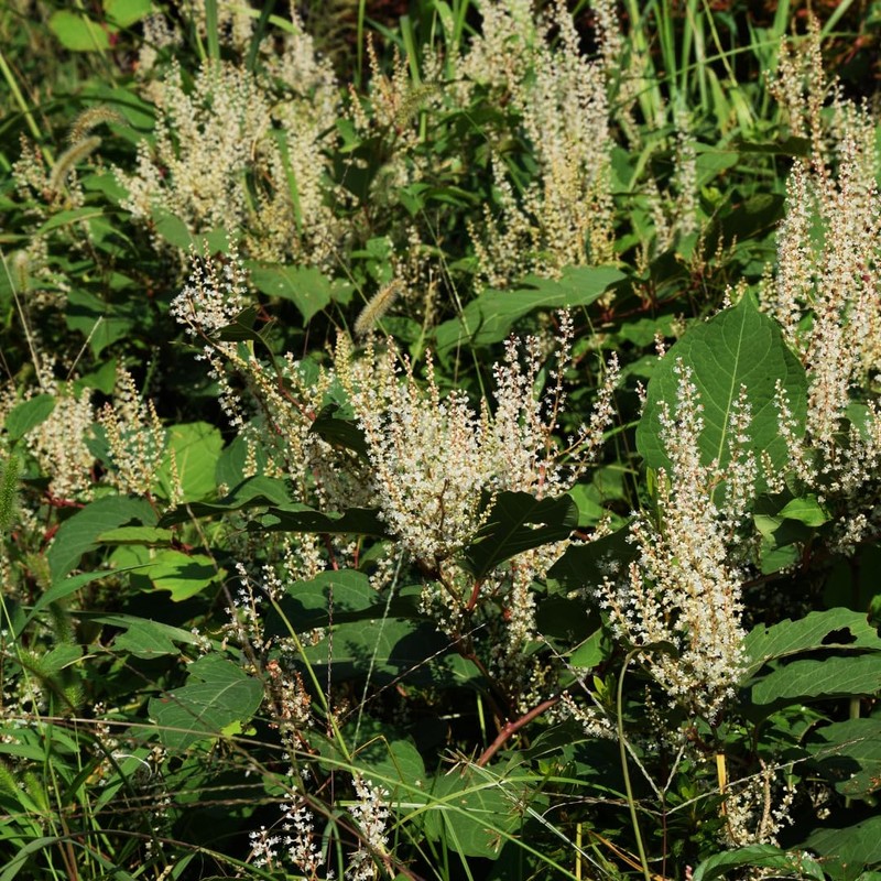 Earthborn Elements Japanese Knotweed Extract 200 Capsules, Pure & Undiluted,