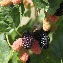 Illinois Mulberry Tree Live Plant 5 to 8 Inch Height, Everbearing Mulberry Bush Live Plant to Grow, Black Mulberry Plant Live