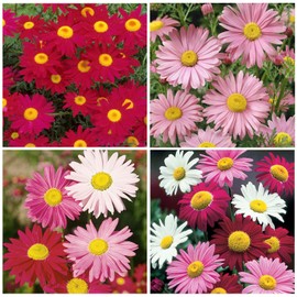 1000+ Pyrethrum Seeds for Planting -Pyrethrum Flower Seeds -Tanacetum Chrysanthemum Plant Garden Flower Seed