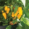 Palm Beach Medicinal Herbs - Golden Ghost Pepper (Capsicum chinense)