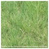 Everwilde Farms - 1/4 Lb Blue Grama Native Grass Seeds
