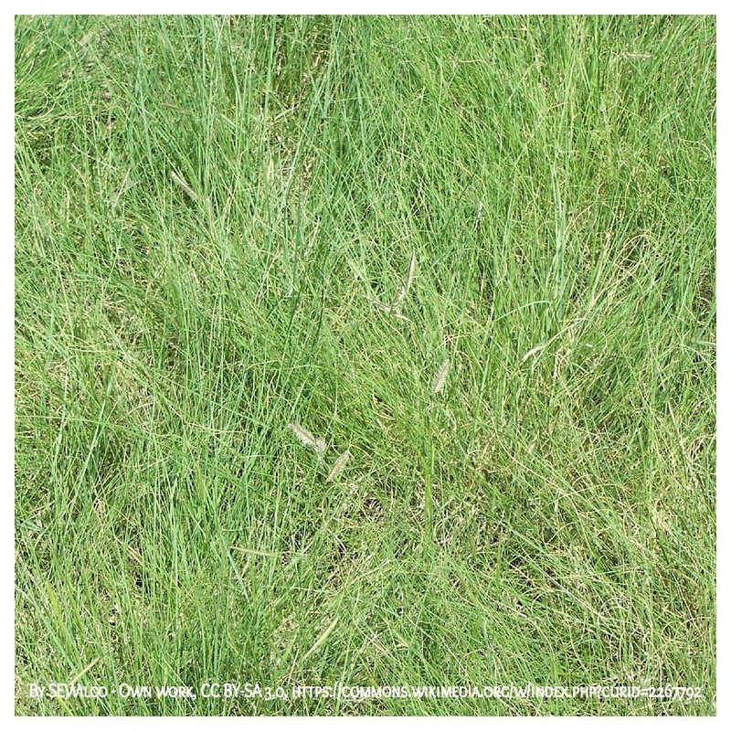 Everwilde Farms - 1/4 Lb Blue Grama Native Grass Seeds