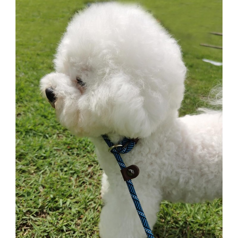 Mycicy Slip Lead Dog Leash, 1/4" x 5ft No Pull