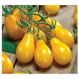 Yellow Pear Tomato Seeds - Delicious Tomatoes for Home Growing