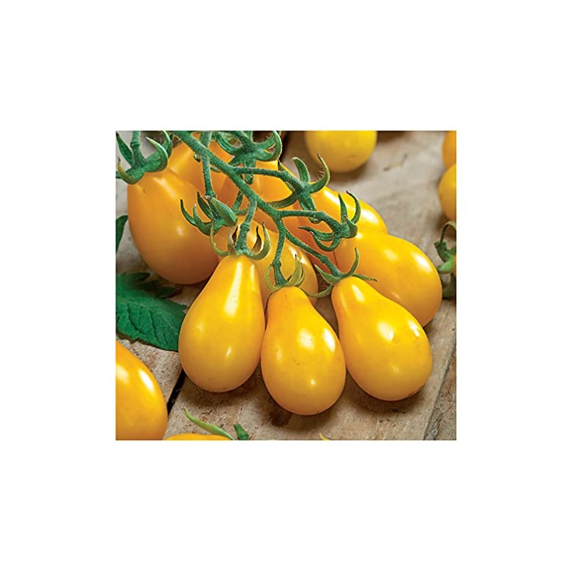 Yellow Pear Tomato Seeds - Delicious Tomatoes for Home Growing
