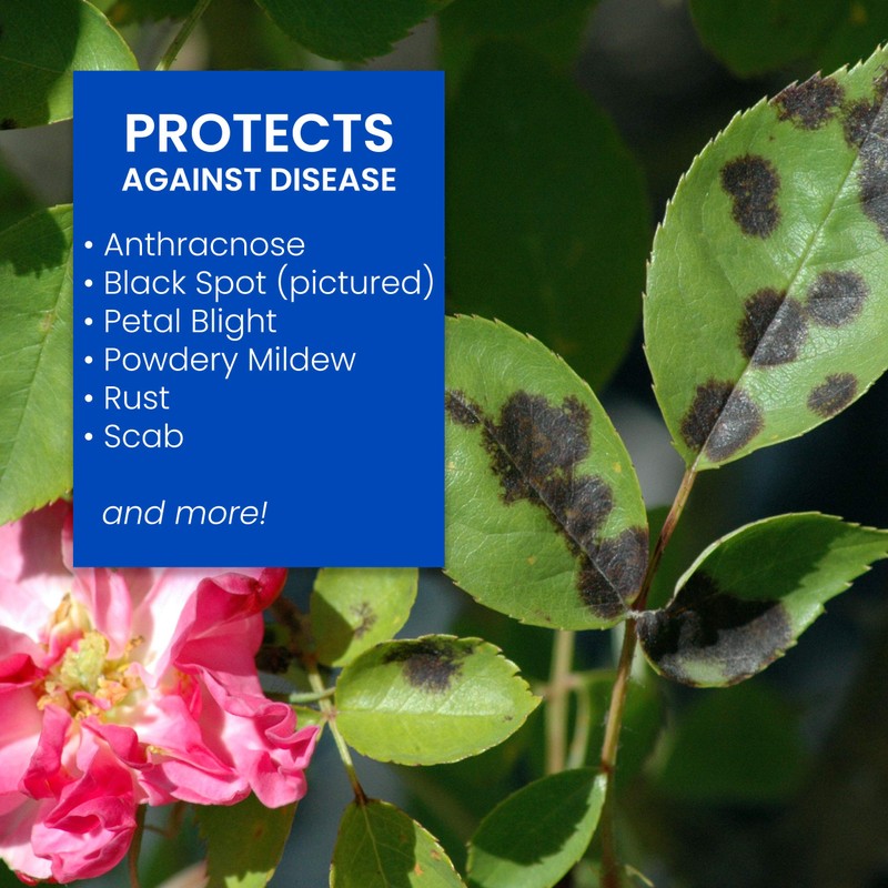 BioAdvanced All-in-One Rose and Flower Spray, Fertilizer, Insect Killer and