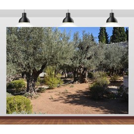 Loccor 9x6ft Fabric Ancient Olive Trees Backdrop Garden of Gethsemane Mount of Olives in Jerusalem Photography Background Israel Party Decor Christian Religious Church Banner Decor Photo Props
