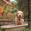 2pcs Dog Grooming Extender Strap, Nylon Grooming Loop Dog Grooming