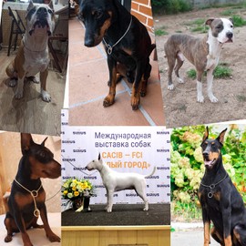 Ximipet Heavy Duty Dog Choke Collar Slip Dog P Chain Snake Collar Plating Anti-Rust Dog Training Collars for Small Large Dogs Black/Gold/Silver/Rose Gold 15.5in-29.5in (17.5in, Rose Gold)