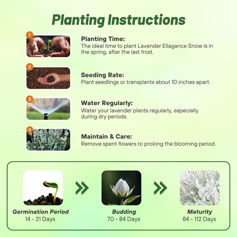 Outsidepride Ellagance Snow Lavender Seeds - 50 Pcs Perennial, Drought-Tolerant