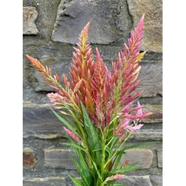 Spun Sugar Celosia argentea plumosa Cut Flower Seeds for Planting Packet