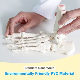 faruijie Human Foot Skeleton Model - 1:1 Size Foot Skeleton Model Foot Anatomy Model Human Skeleton Foot Model with Base