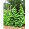 Italian pole bean MAGIC! Original Italian Vigo Romano Flat POLE