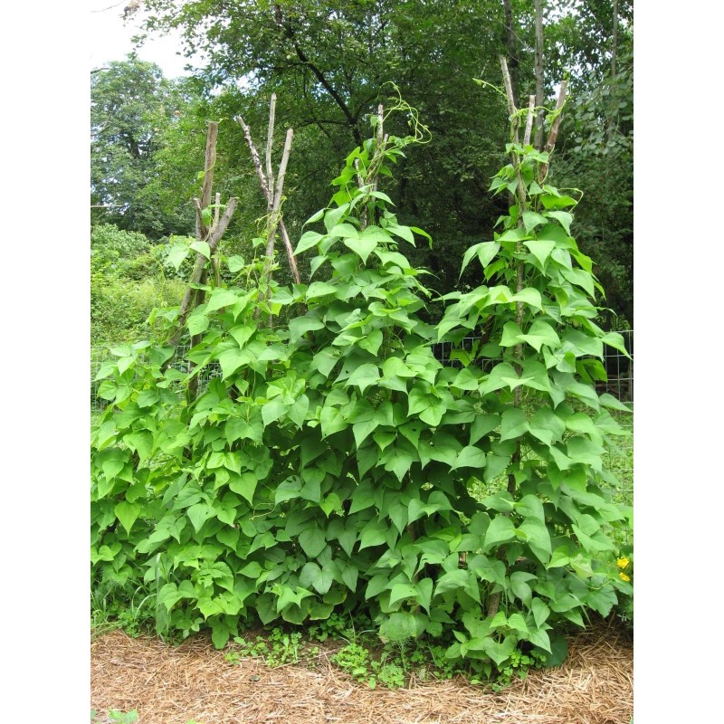 Italian pole bean MAGIC! Original Italian Vigo Romano Flat POLE
