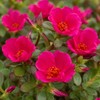 I GIARDINI DI GIULIA - Portulaca Pianta Vera in Vaso,