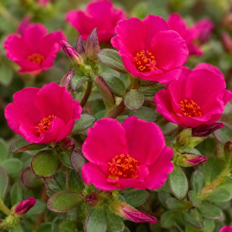 I GIARDINI DI GIULIA - Portulaca Pianta Vera in Vaso,