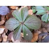 Alaska Wild Harvested Bunchberry Cornus Canadensis Alaska Wild Harvest 25