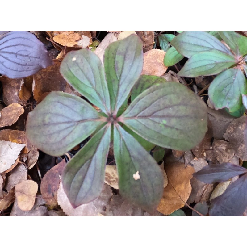 Alaska Wild Harvested Bunchberry Cornus Canadensis Alaska Wild Harvest 25