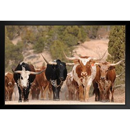 Herd of Texas Longhorn Cattle in Southern Utah Mountains Photo Black Wood Framed Art Poster 20x14