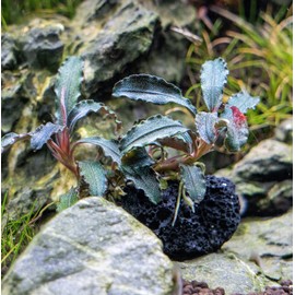 SubstrateSource Live Aquarium Plants on Driftwood, Lava Rock, Moss Mat - Freshwater Fish Tank Plants (Bucephalandra Godzilla on Lava Stone)
