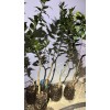 Mightyoaktreenursery.com Myrtle Leaf Orange 14-20” tall (Citrus myrtifolia) Chinotto 2.5"