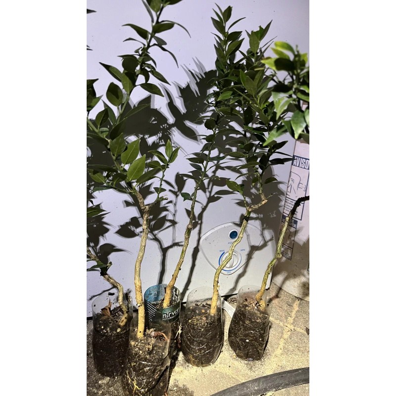 Mightyoaktreenursery.com Myrtle Leaf Orange 14-20” tall (Citrus myrtifolia) Chinotto 2.5"