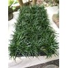 Dwarf Mondo Grass (Ophiopogon japonicus 'Nana') 18 Count Flat, 3.5"