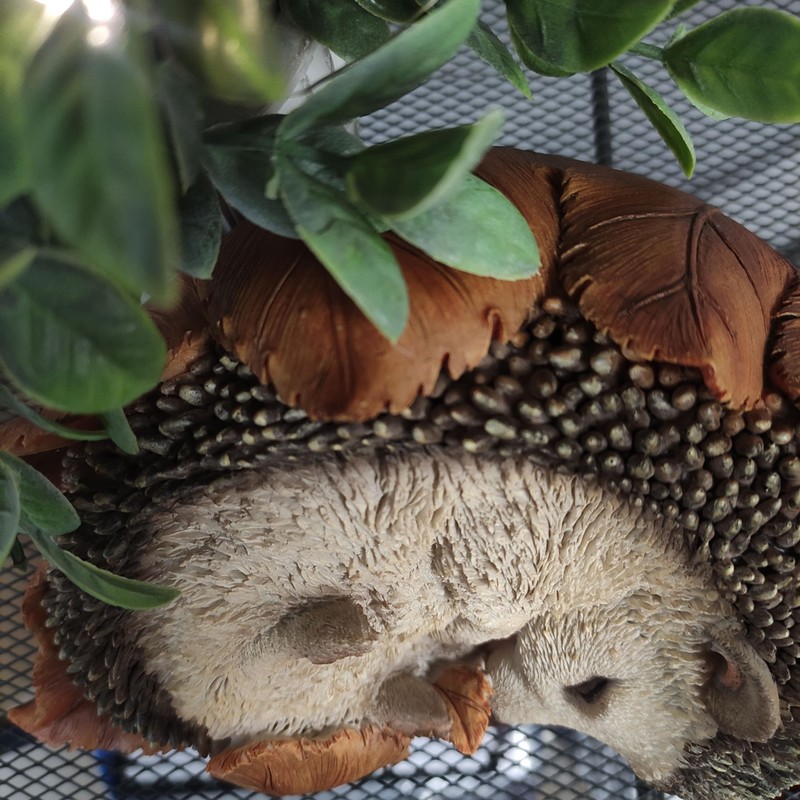 Vivid Arts - Young hedgehog in leaf - XRL-HH09-D