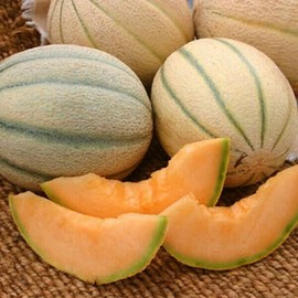 100 Organic Honey Rock Cantaloupe Seeds - Non-GMO - Always Fresh Seeds!