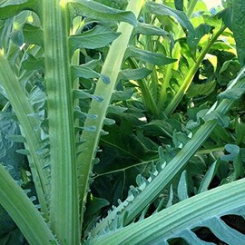 Palm Beach Medicinal Herbs - Gobbo Di Nizzia Cardoon - Packet of 20 Seeds
