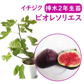 The roots are strong! Fig free seedlings, No. 6 pot, 2nd grade cuttings, Biosolis, Flowerless Fig, Fruit Tree Seedling, Symbol Tree, Commemorative Tree, Healthy Fruit Tree, Health, Respect for the Aged Day