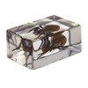 Celestron 3D Bug Specimen Kit #2