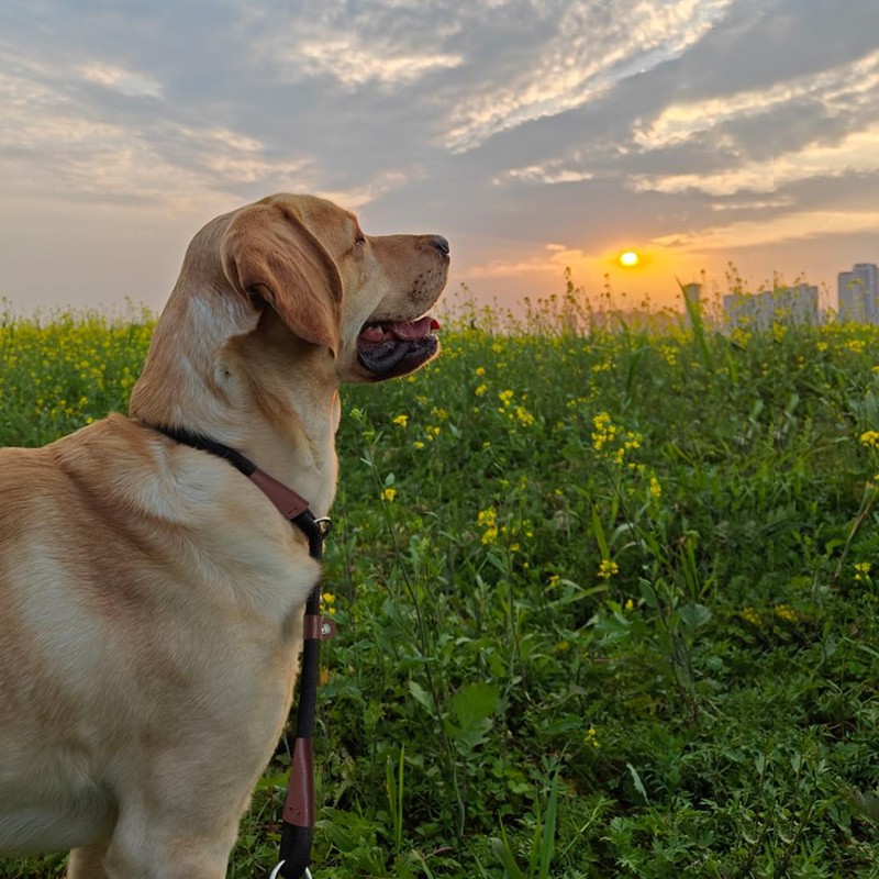 MayPaw Slip Collar Nylon Rope Adjustable Collar for Dog Training-