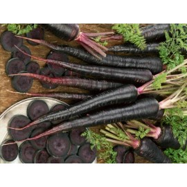 Sunshine Seeds Black Nebula Carrot Seeds (100) / ORGANIC / FLORIDA GROWN / RARE
