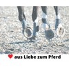 Amesbichler Reitsport Harry's Horse Elite Grand Prix Tendon Boots Pair