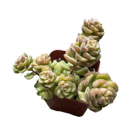 USKC Live Succulent Plants Sedum Plants (2" Pot Versadense)