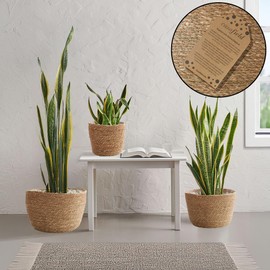 Casafield Set of 3 Seagrass Planter Baskets with Liners - Natural, Hand Woven Indoor Flower Pot Covers for Plants, Succulents, Home Decor