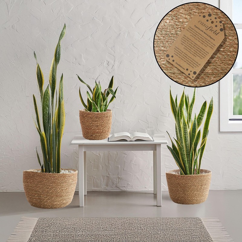 Casafield Set of 3 Seagrass Planter Baskets with Liners -